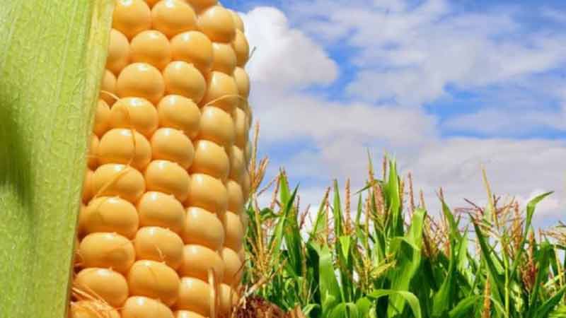 Depende México cada vez más del maíz de EU; importaciones en récord
