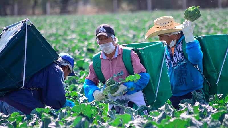México requiere una defensa vigorosa en el sector agropecuario en el marco del T-MEC: CNA