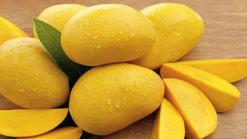 Estados Unidos probará lo bueno: comienza a exportarse mango veracruzano