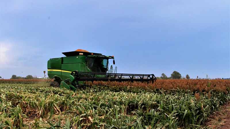 México abre mercado de exportación de sorgo a China