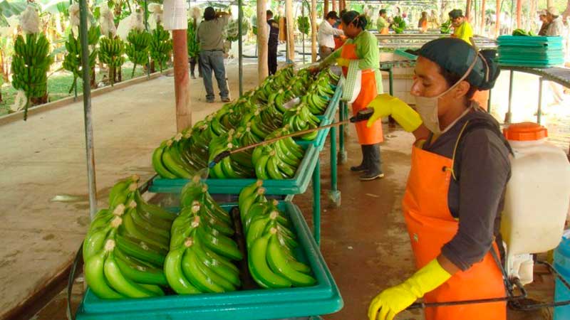 Caen exportaciones de plátano por inundaciones en Tabasco