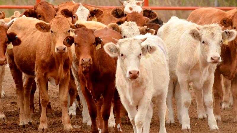 Por sequía, incrementan 70% las exportaciones de ganado