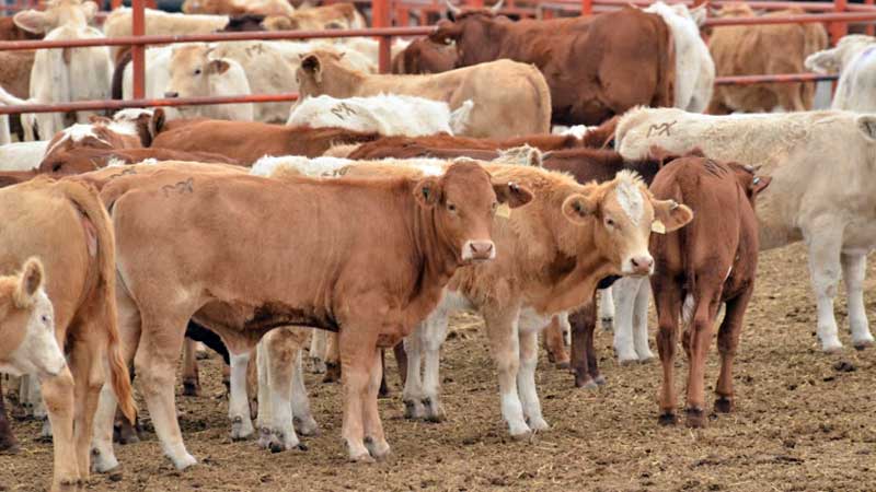La reducción en el presupuesto para la Secretaría de Agricultura, pondrá en riesgo las exportaciones de ganado en pie de Tamaulipas