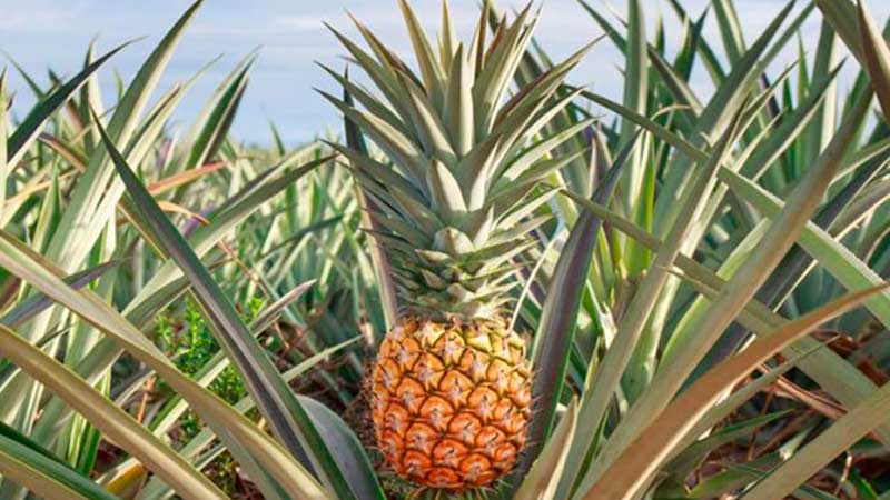 Exportación, objetivo de pequeños productores agrícolas de Jalisco