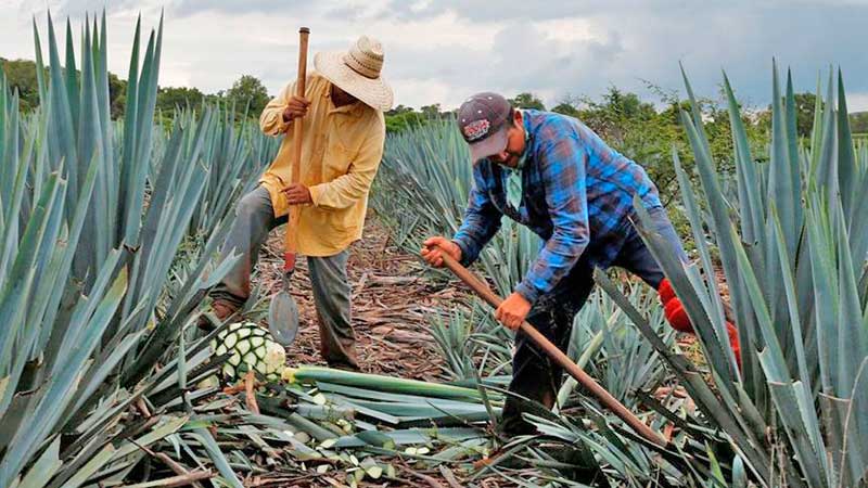 IMPI y CRT reforzarán protección legal del tequila