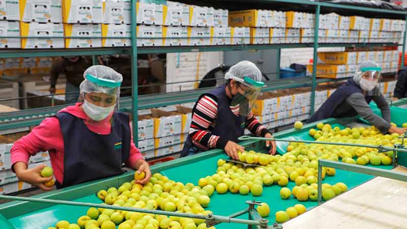 Sector agropecuario afirma ser crucial en recuperación económica de México