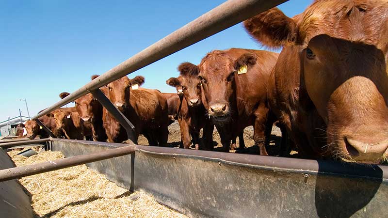 Construirán centro de acopio de ganado en la Sierra Gorda de Querétaro