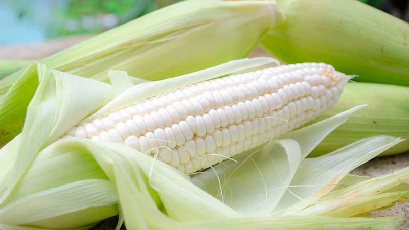 México pretende reducir su dependencia del maíz proveniente de EU