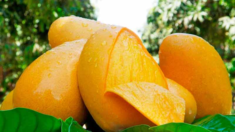 EE.UU.: Importaciones de mango mexicano serían 11% más altas en campaña 2021