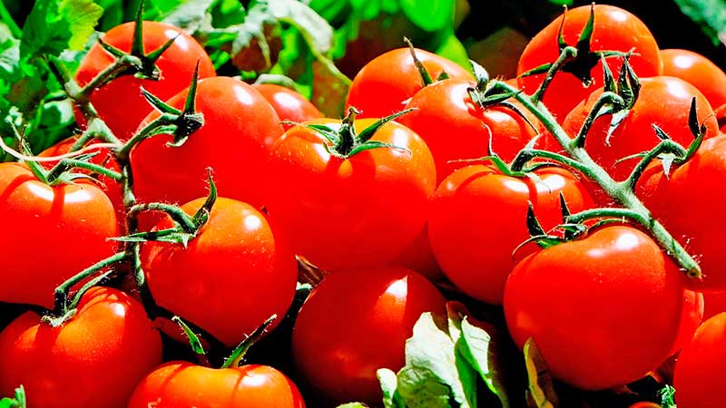 Productores de tomate sonorenses ven mejor escenario para exportar