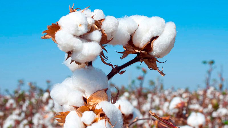 La producción del algodón, resiliente ante el Covid-19