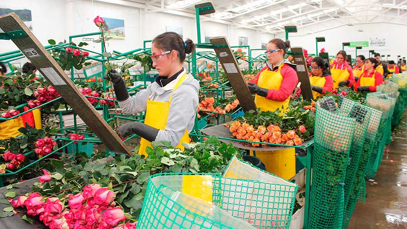 Envíos de arreglos florales para San Valentín deben estar libres de plagas y enfermedades