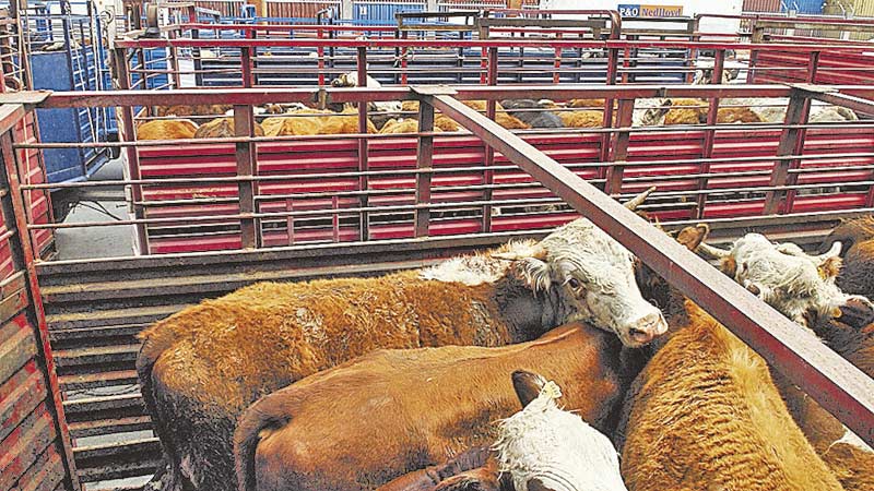 Aumentan exportaciones de ganado