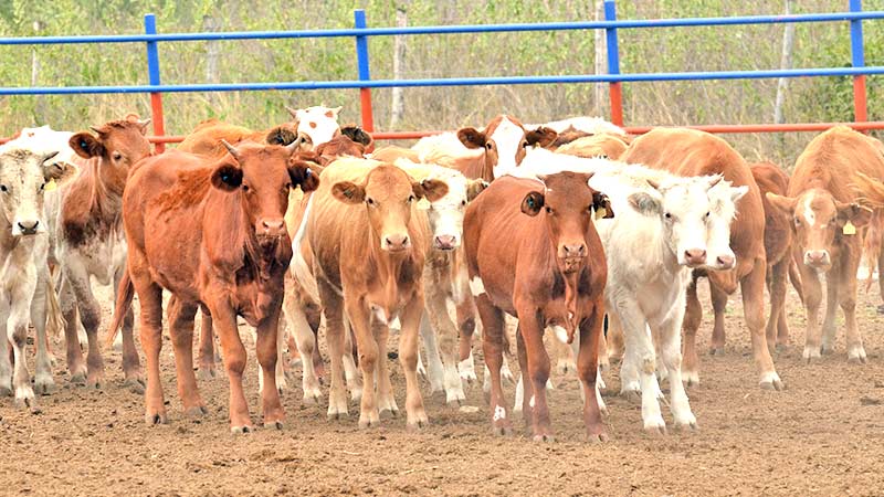 Abril, mes en el que se podrían reactivar las exportaciones de ganado en pie a Estados Unidos