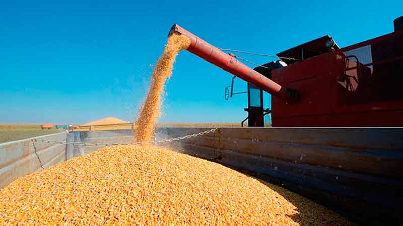 Gobierno de México espera reducción importaciones de maíz en 2021