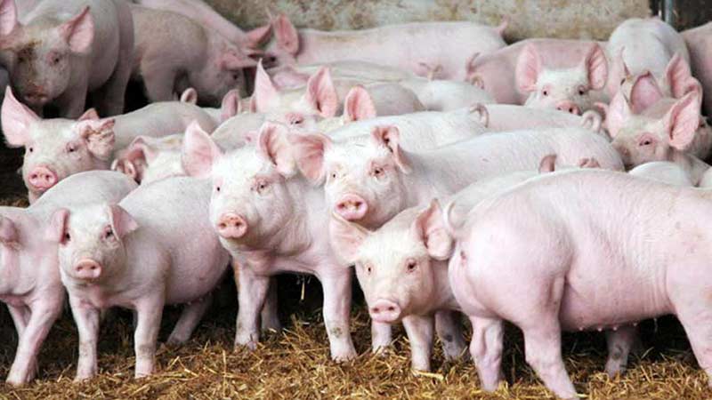 Preocupaciones ambientales a medida que se expande la industria porcina mexicana