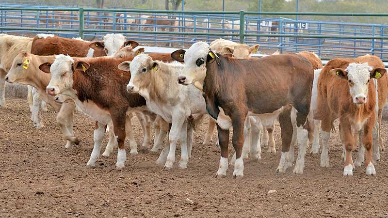 La reclasificación del USDA para la ganadería mexicana impactaría en el precio de la carne a nivel local