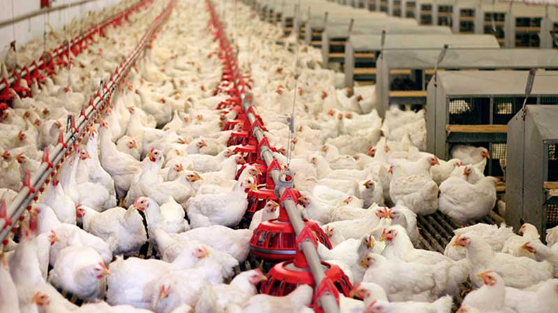 Frena industria avícola proyectos por1,200 mdd