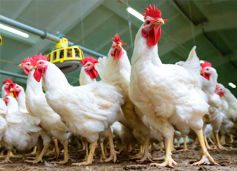 Producción avícola mexicana subirá en 2021 al ser la proteína más popular