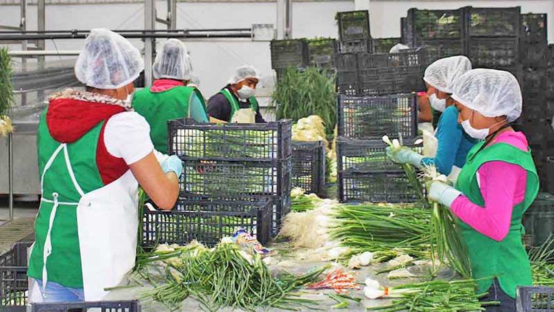 Se consolida Sinaloa con las exportaciones de hortalizas al extranjero