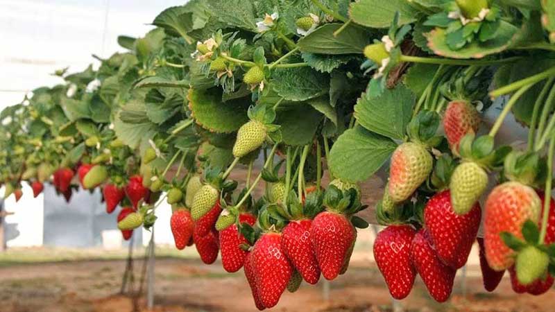 México busca acercamientos y tratados con Asia, Medio Oriente y África