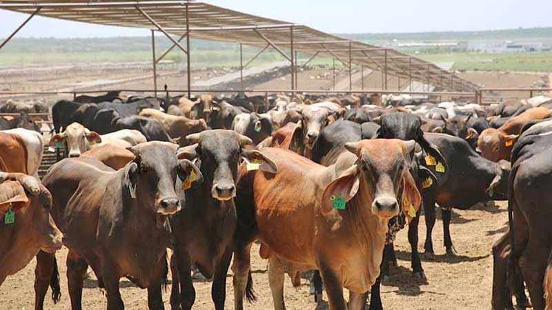 Sonora no se verá afectada por la reclasificación del USDA, continuará enviando ganado