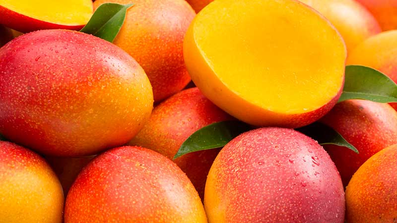 Productores de mango veracruzanos preparados para la exportación