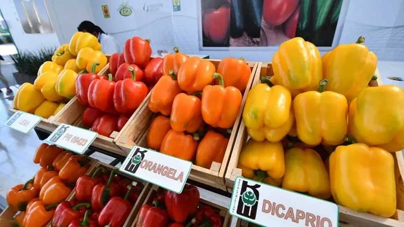 Crece exportación de alimentos de Guanajuato