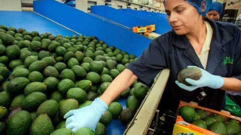 Crece valor de las exportaciones agroalimentarias mexicanas