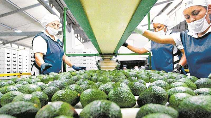Exportaciones de frutas y verduras crecen 13.3% en el primer cuatrimestre de 2021