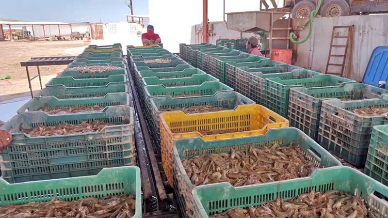 Siembras de camarón en granjas de Sinaloa tienen avance del 90 por ciento