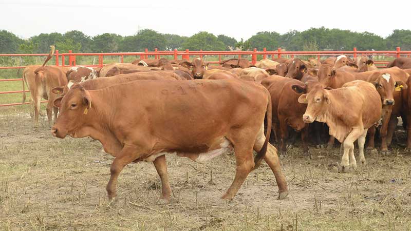 Se impulsan acciones para reposicionar las exportaciones de ganado bovino a los EU