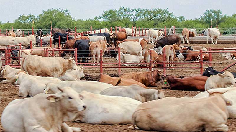 Expectativas de exportación de ganado en Sonora es positiva, revelan