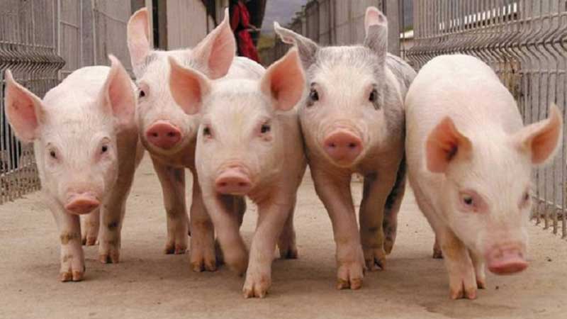 Precio promedio nacional del cerdo en pie creció más de 11%: GCMA