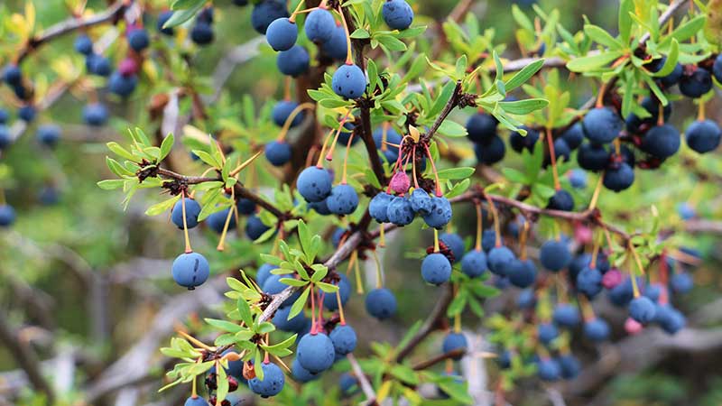 Inicia ciclo de exportación de blueberry orgánico de Zacatlán a Estados Unidos