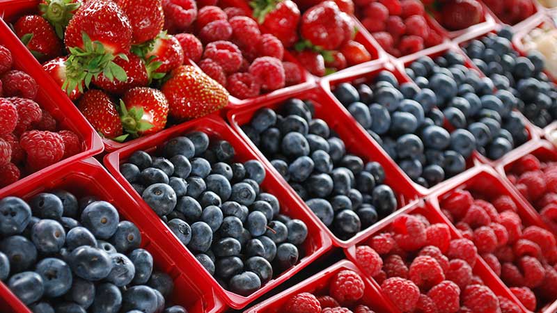 Destaca industria exportación de berries en Guanajuato