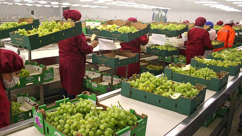Se mantiene al alza las exportaciones Hortofrutícolas: Volumen en 12.5% y  valor 15.9% de enero-mayo 2021 vs 2020