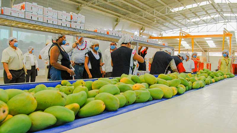 Exportaciones de mango hacia los Estados Unidos registran avance de un 50%