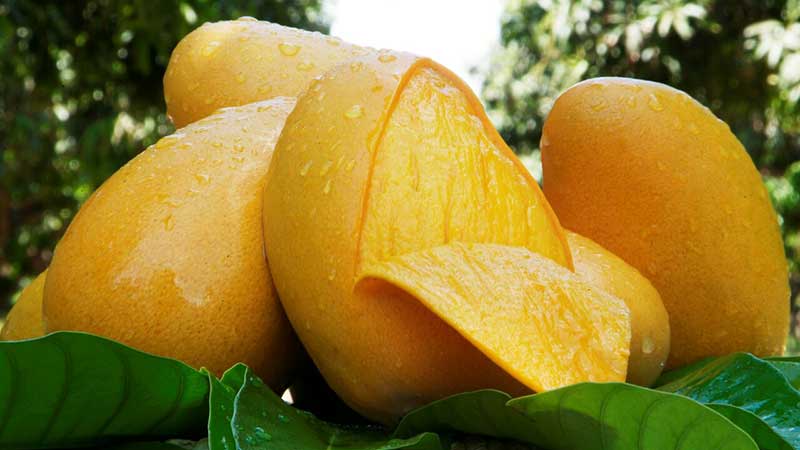 Exportaciones de mango de México subieron 30% de enero a abril