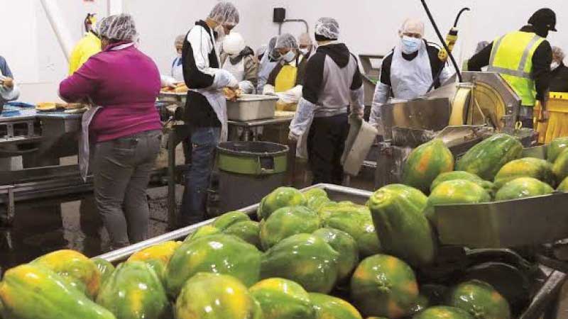 México, principal exportador de papaya en el mundo; crece producción 3.2 por ciento en 2020: Sader