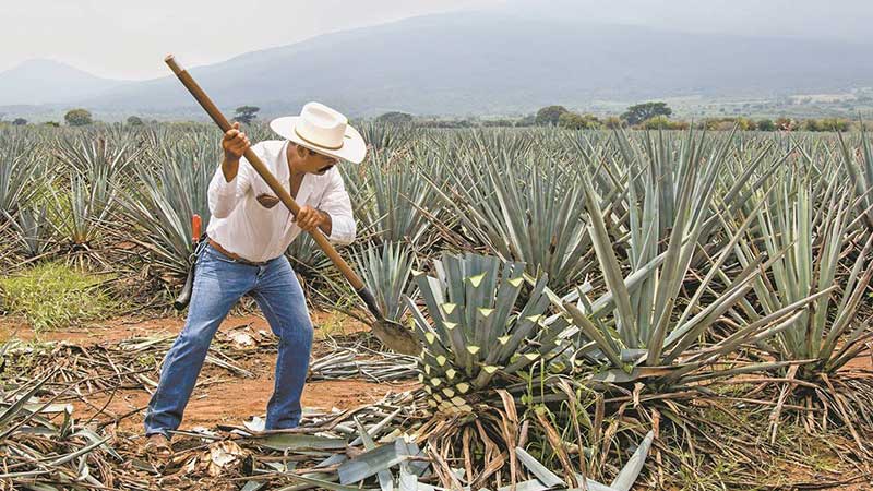Auge del tequila estimula siembra de agave: GCMA