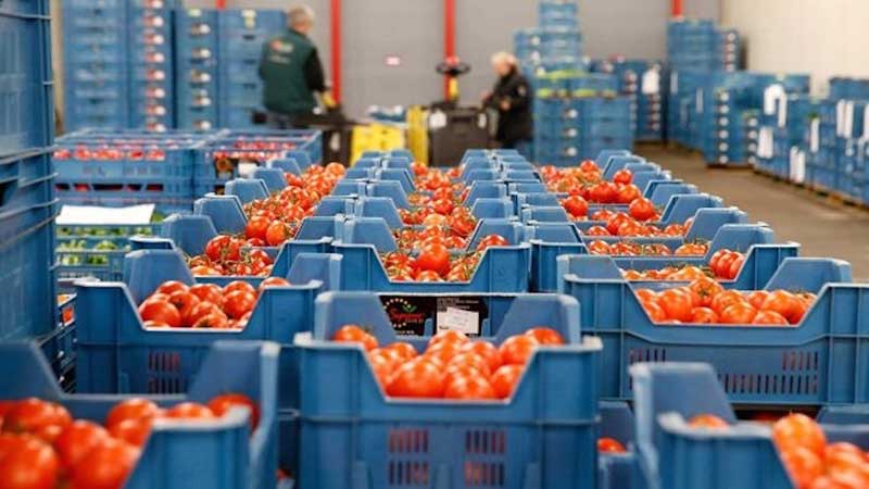 Aumenta volumen de exportaciones de tomate pese a precio