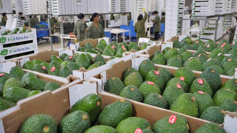 Aguacate será la fruta tropical más vendida en el mundo en 2030: OCDE