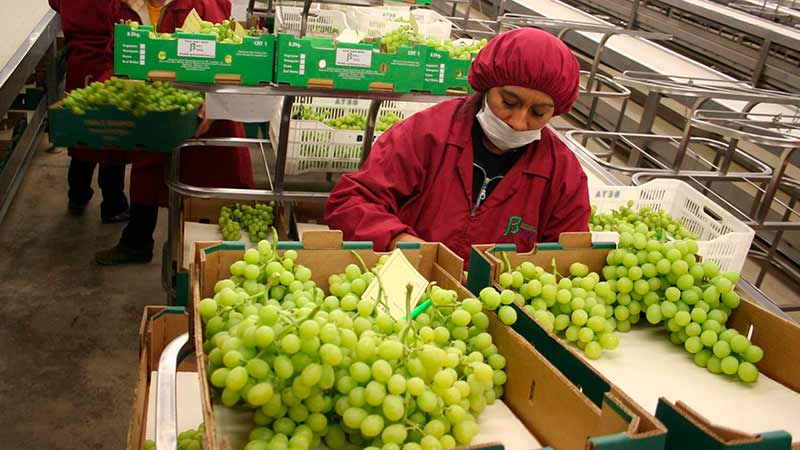 Balanza agroalimentaria reporta superávit de 4,857 millones de dólares en el primer semestre