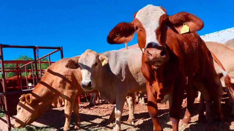 Chihuahua, primer lugar en exportación de ganado bovino en pie a EU