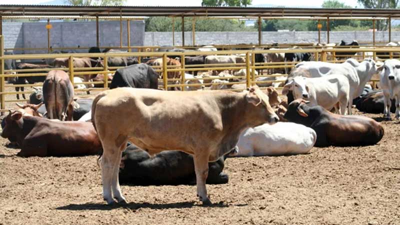 Crecen en más de 700% los envíos de ganado estadounidense para ser sacrificado en México