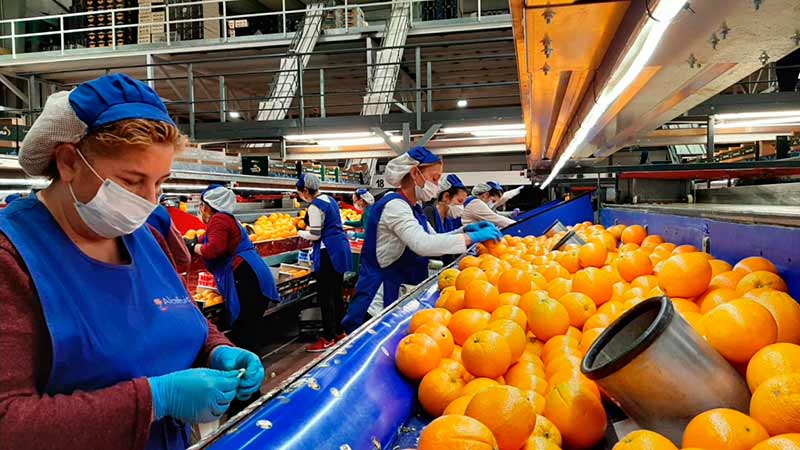 Producción global de naranjas para campaña 2020/21 llegaría a 48,6 millones de toneladas