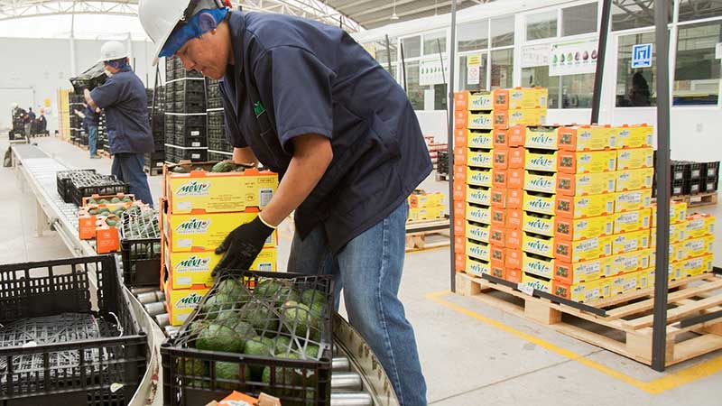 Alcanzó México su séptimo año consecutivo con una balanza comercial agroalimentaria superavitaria