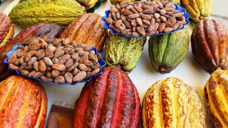 Producción de cacao contribuye a la recuperación económica de México