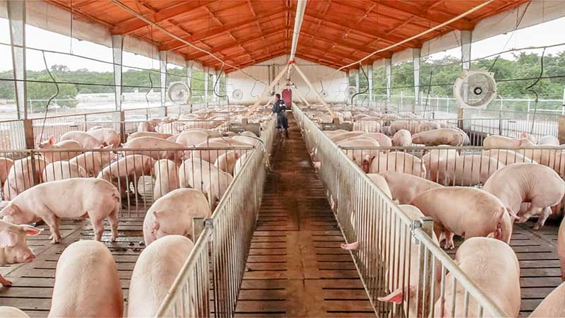 De la mano de Kekén y Norson, México creció en 136% sus exportaciones de cerdo a Japón en 10 años